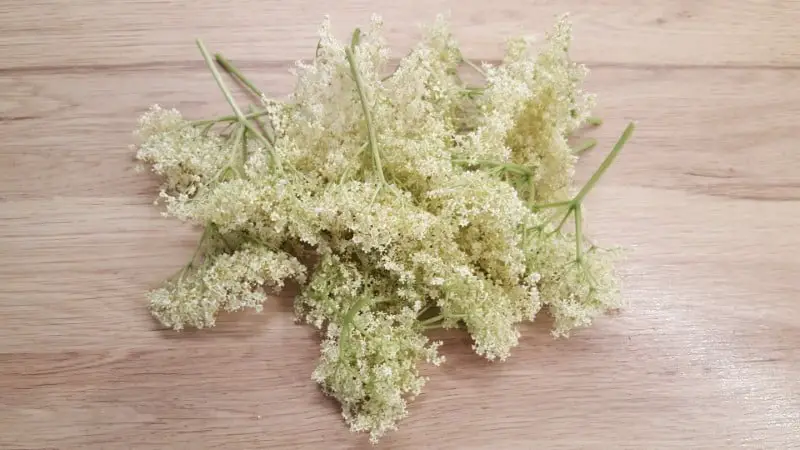 Elderflower