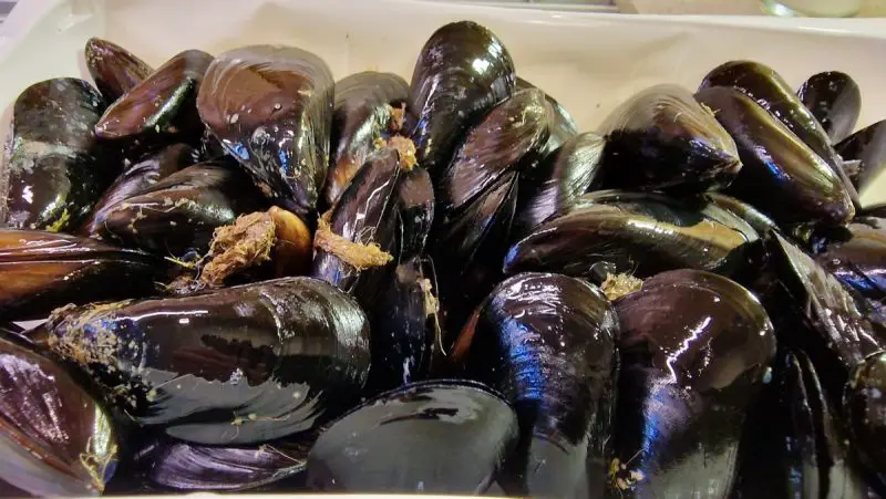 Black mussels before cleaning